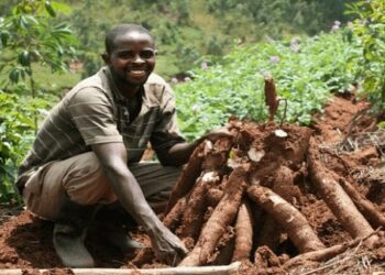 CASSAVA FARMING