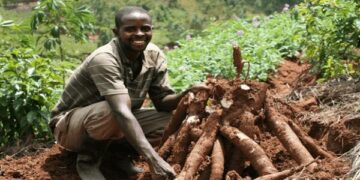 CASSAVA FARMING