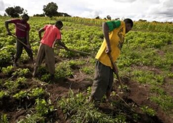 Nigeria Trains Youth In agribusiness Skills programme