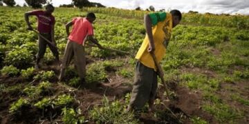 Nigeria Trains Youth In agribusiness Skills programme