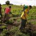 Nigeria Trains Youth In agribusiness Skills programme