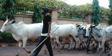 Farmers sue Fulani herdsmen for N100bn In Benue