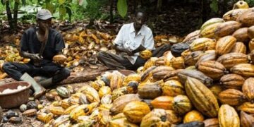 Nigeria’s cocoa revolution gets boost as NEXIM disburses N20b