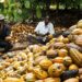 Nigeria’s cocoa revolution gets boost as NEXIM disburses N20b