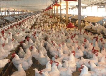 Step By Step Guide ON How to Start Poultry Farming in Nigeria