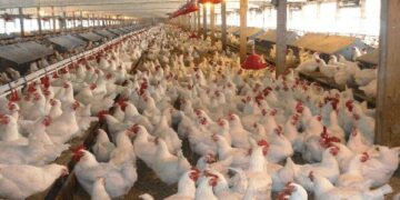 Step By Step Guide ON How to Start Poultry Farming in Nigeria