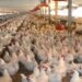 Step By Step Guide ON How to Start Poultry Farming in Nigeria