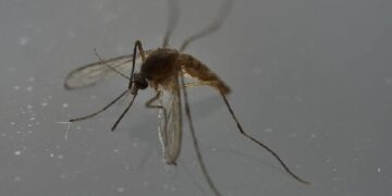 zika virus