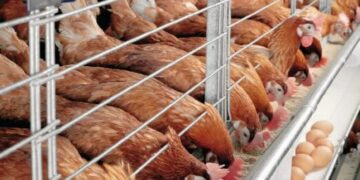 Best Marketing Ideas for selling Poultry products in Nigeria