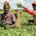 Time to incorporate digital payment system for Nigeria’s agribusiness