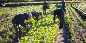 COVID-19 lockdown: FG classifies Farmers as essential workers