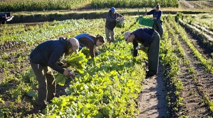 COVID-19 lockdown: FG classifies Farmers as essential workers