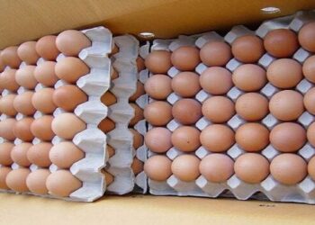 Eggs Supply Business