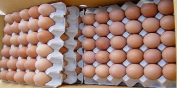 Eggs Supply Business