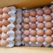 Eggs Supply Business