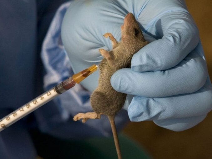 Lassa Fever Outbreak