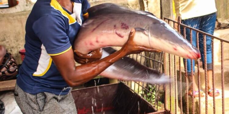 Epe Fish markets are back buying selling and trading animals