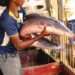 Epe Fish markets are back buying selling and trading animals