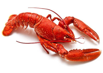 Lobby Lobsters NFT drop raises 4 million in one hour to support DeFi lobbying efforts