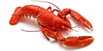 Lobby Lobsters NFT drop raises 4 million in one hour to support DeFi lobbying efforts