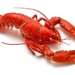 Lobby Lobsters NFT drop raises 4 million in one hour to support DeFi lobbying efforts